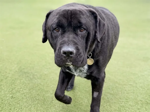 A black mastiff mix with a white chest, available for adoption