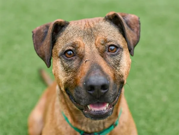 A smiling brindle shepherd mix in a green collar, available for adoption