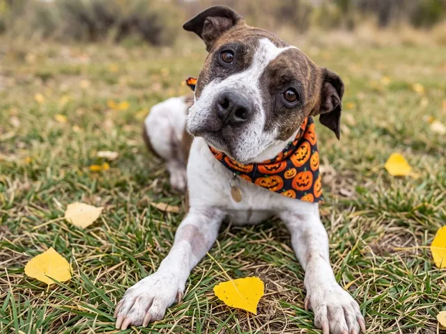 A brown and white pit bull mix in a pumpkin bandana, available for adoption