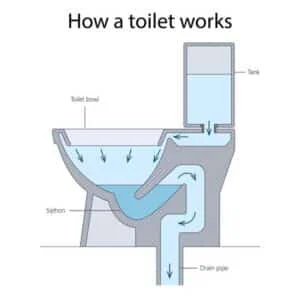 Cross-section diagram of toilet showing how water flows from the tank through the bowl and siphon into drain pipe